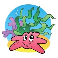 Star fish