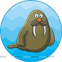 Walrus 